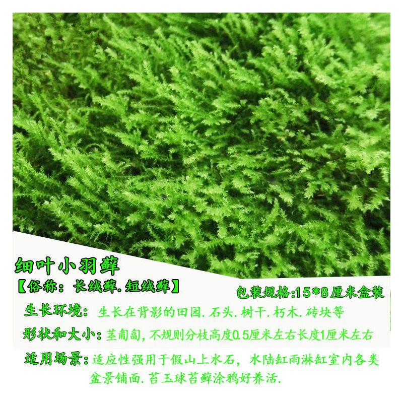 苔藓微景观鲜活植物铺面盆景草种子鱼缸苔藓生态瓶养龟造景