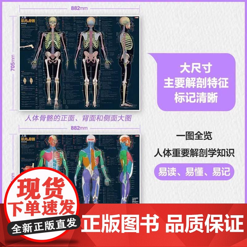 人体肌肉与骨骼解剖挂图 运动解剖学图谱 人体肌肉解剖书 解剖列车 人体解剖彩色学图谱 奈特人体解剖学图谱高清大图