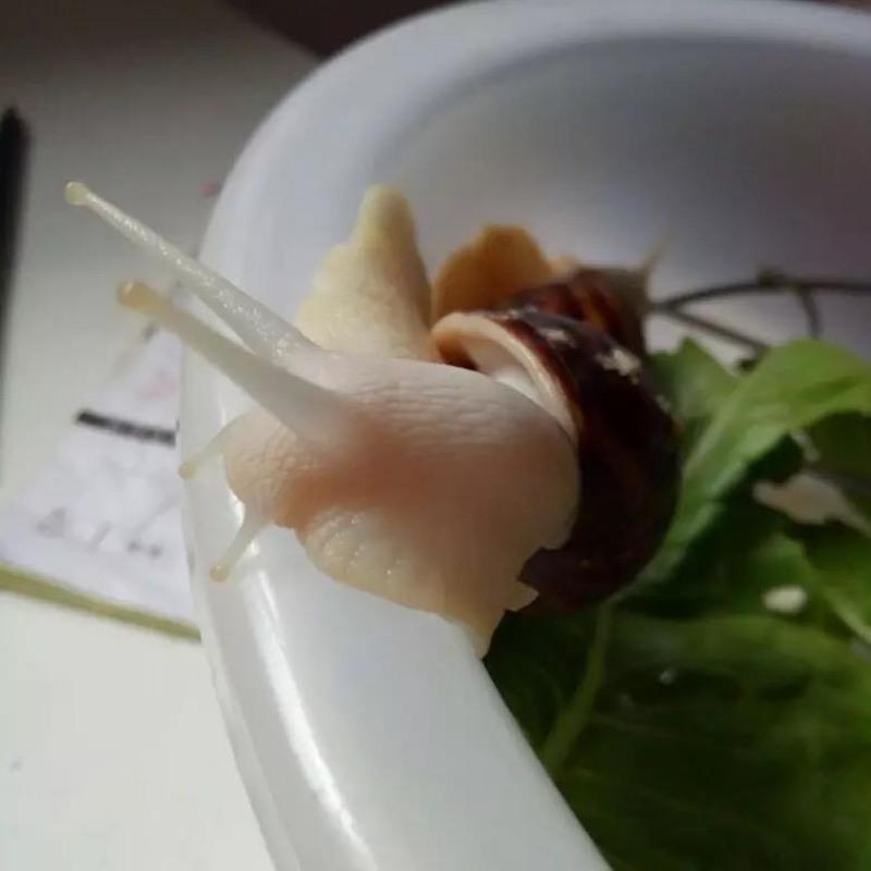 4-6厘米一对送饲料 蜗牛一对 白玉蜗牛活体养殖宠物蜗牛 观赏活体繁殖套装蜗牛