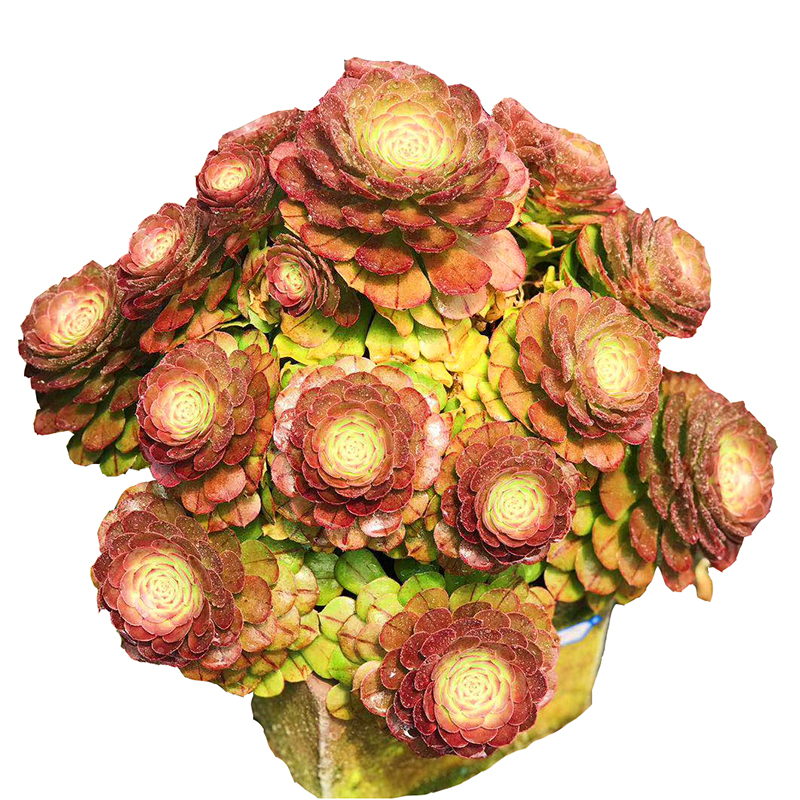 回固万圣节法师沙拉碗黑法师植物铜壶玫瑰缀化超萌多肉有间花舍