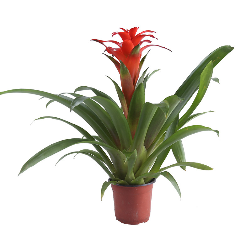 鸿运当头盆栽红星凤梨花室内花卉办公室绿化开业送礼开花