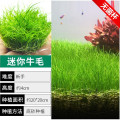 爬地矮珍珠前景水草植物日本水下叶鱼缸造景水培真草古法养鱼趴草 均码 无藻无螺前景王迷你牛毛-