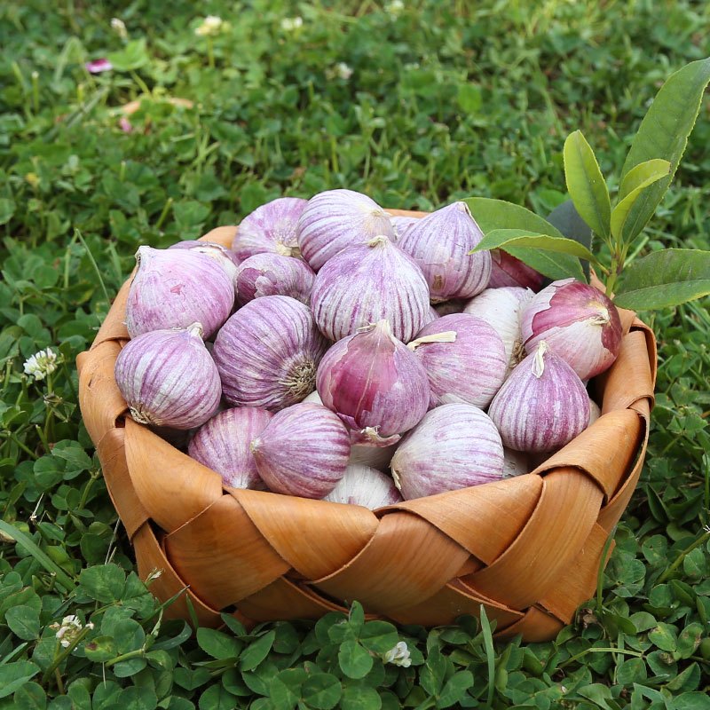 爱蜀味 四川独蒜 紫皮独头蒜260g 现挖新鲜蒜 大蒜头 干蒜