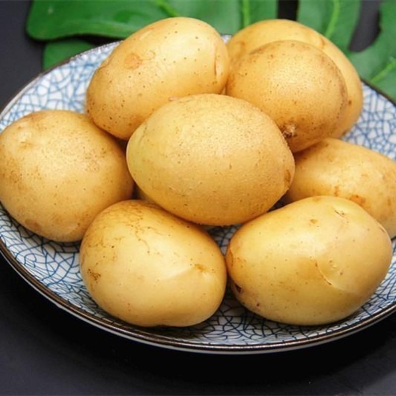 捡马铃薯 赏美景 内蒙古游览趣味多