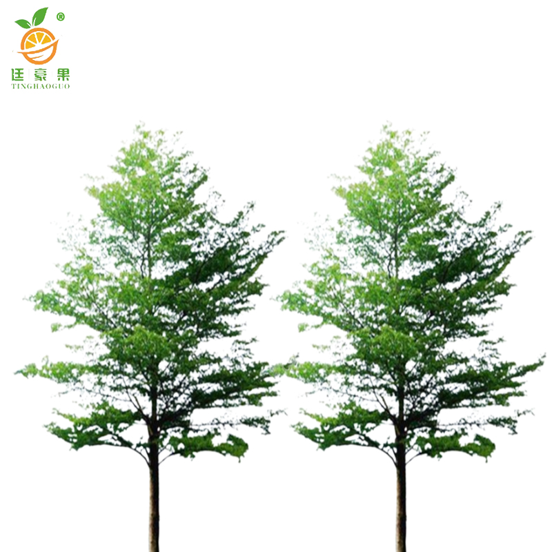 廷豪果 小叶榄仁 高8-10m /棵高清大图