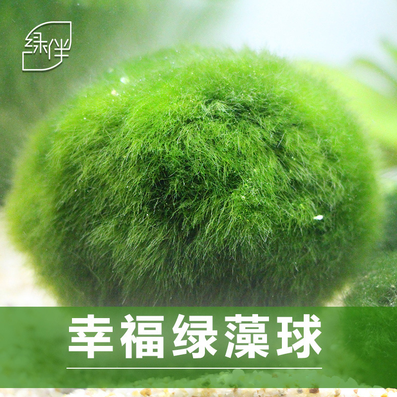 小鱼缸水族箱造景装饰真水种子植物前景懒人水藻球高清大图