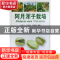 正版 阿月浑子栽培 史彦江 中国林业出版社 9787503846175 书籍
