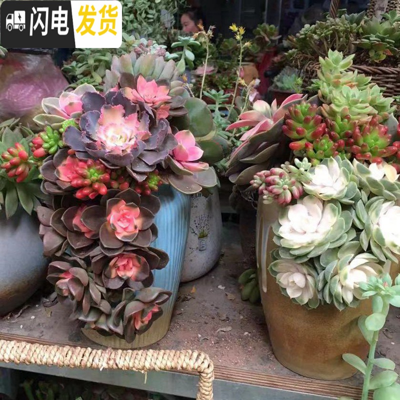 三维工匠创意大号特色划开口缺破口盆老桩植物多肉花盆陶瓷批发 中大号多肉盆 中等花盆容器高清大图