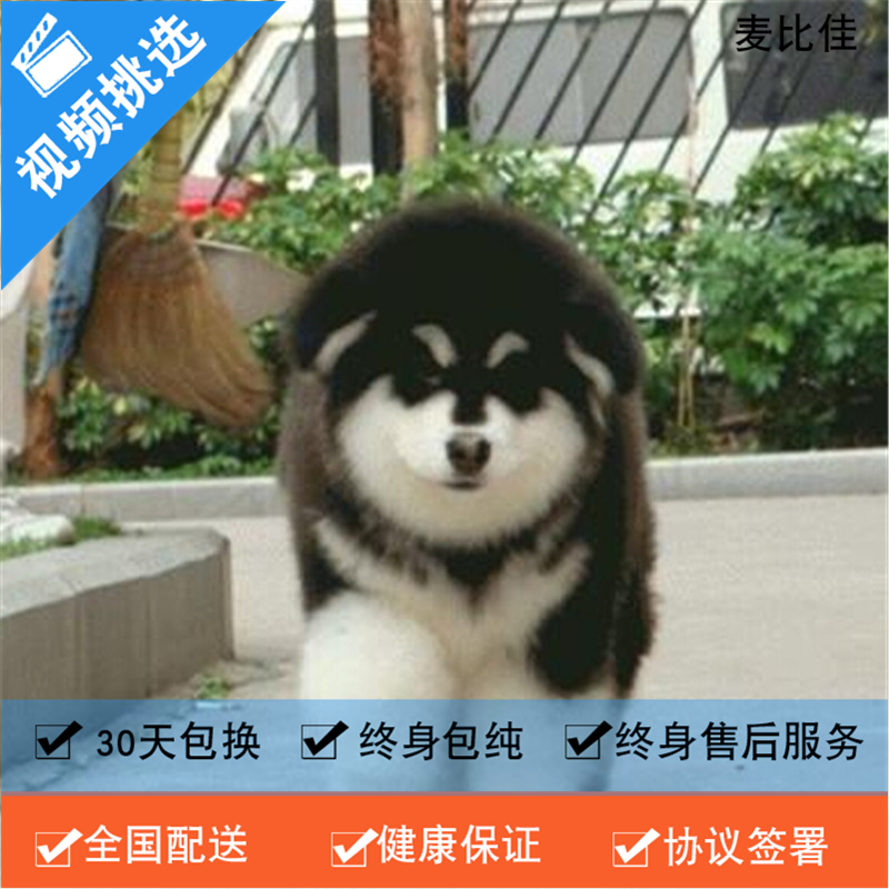 麦比佳 纯种巨型阿拉斯加幼犬活体宠物 熊版十字脸阿拉斯加雪橇犬 双血统烟灰色桃脸阿拉斯加幼崽 巨大型雪橇犬阿拉斯加犬高清大图