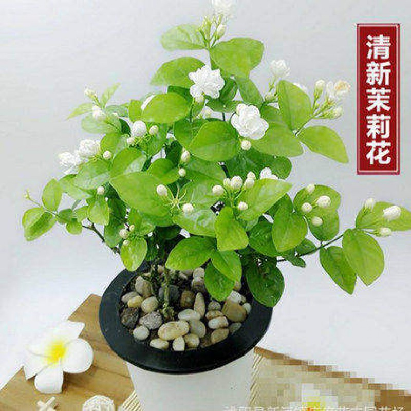 回固园艺用品回固香水花茉莉万里飘香藤爬藤植物盆栽阳台庭院攀援花卉浓香白茉莉小苗 懒人盆 不含盆 价格图片品牌报价 苏宁易购益润园艺用品专营店