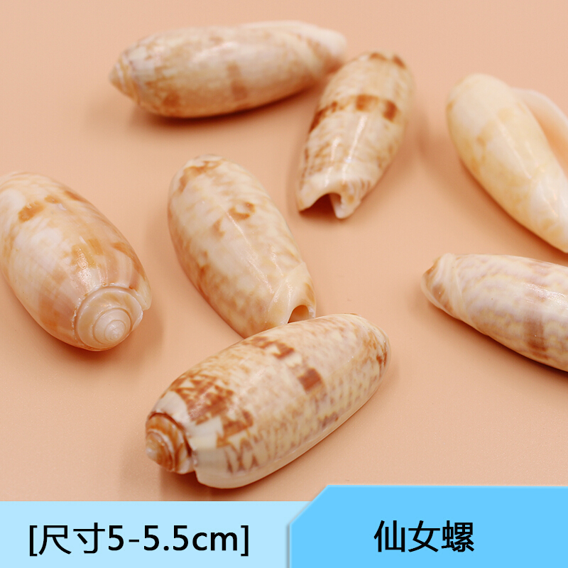 鱼缸装饰造景套餐小水族箱天然贝壳布景海螺底砂工艺品珊瑚
