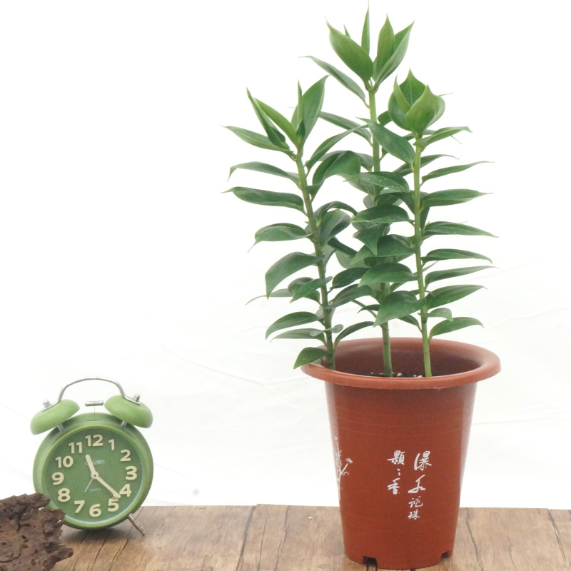 【盆栽香水百合】带盆载好发货花苞多花苞大多种规格上市可移盆可拼盆可剪下来插花瓶也可以三盆组合成大盆香水百合精品粗壮肥硕