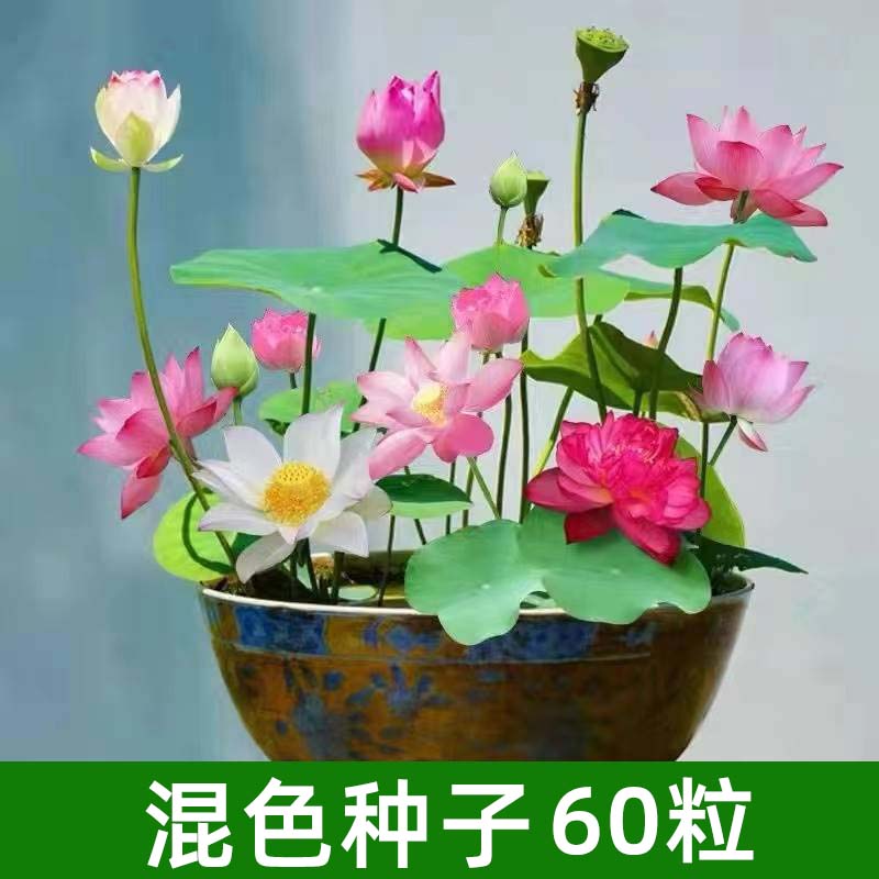 四季开花荷花种子水培植物花卉室内客厅水养莲花好养碗莲睡莲盆栽 不含盆 四季种植混色种子60粒已开口四季种植