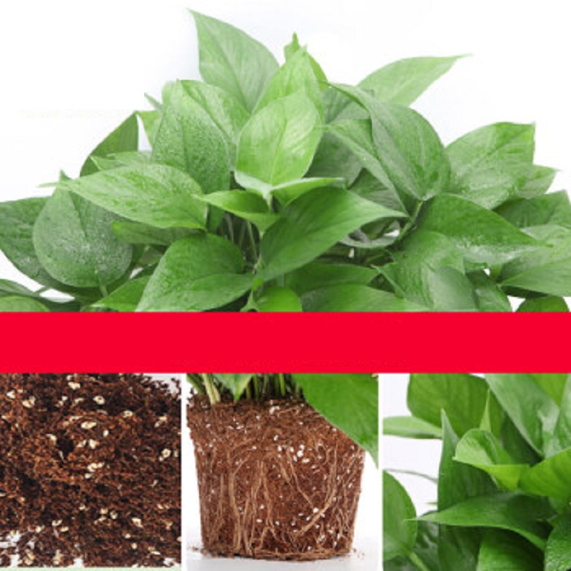 琳朗(LINLANG) 绿萝 去除甲醛植物盆栽 室内吸净化空气 两盆装