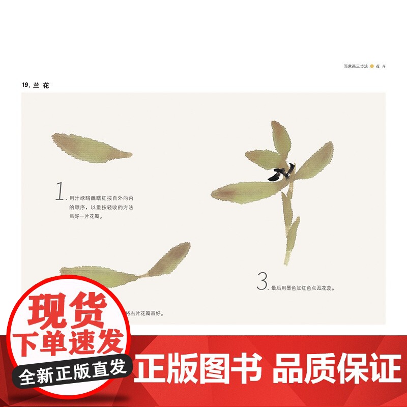 新版 写意画三步法蔬果花卉草虫 颜康文编绘书画入门系列水墨国画中国绘画上海人民美术出版社高清大图
