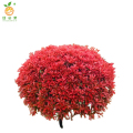 廷豪果 红叶石楠球 冠幅80cm /棵