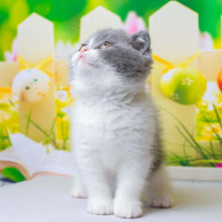 英短蓝白起司猫咪 幼犬 英短蓝白幼猫 纯种英国短毛猫幼崽 小猫咪 宠物级 血统级均有 蓝白