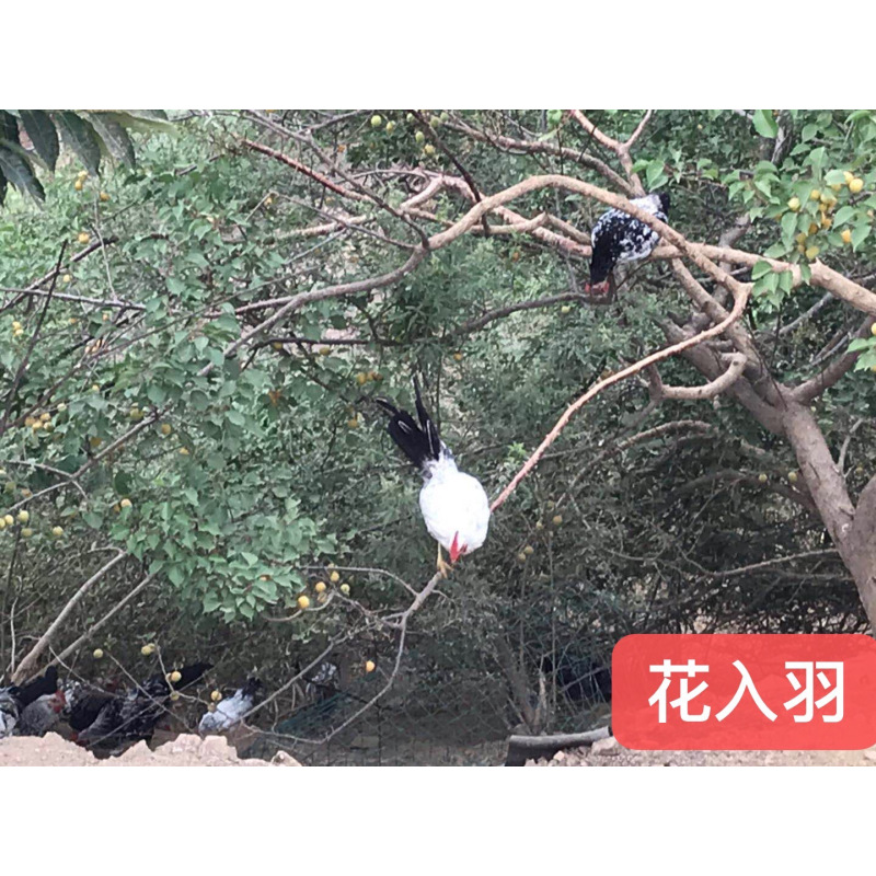 花入羽鹊山鸡龙凤呈祥礼盒(1只公鸡1只母鸡)2.25㎏/盒