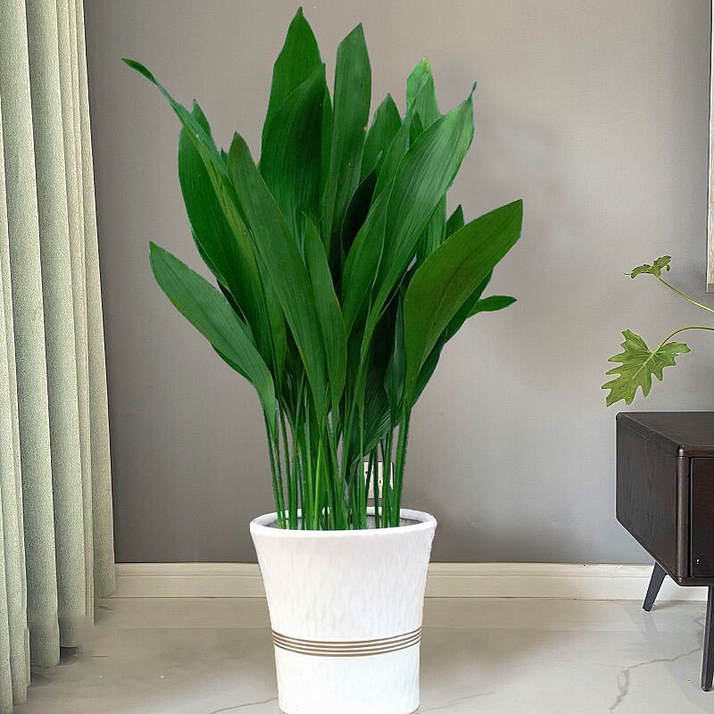 回固一叶兰盆栽耐寒植物长叶兰室内办公室观叶绿植兰花参数