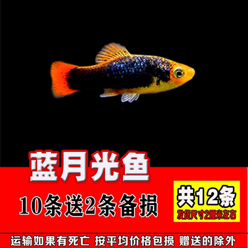 胎生鱼 观赏鱼活体小型黑玛丽金牡丹月光鱼热带米奇鱼 宠物皮球鱼 特价胎生鱼8条送2条备损共10条