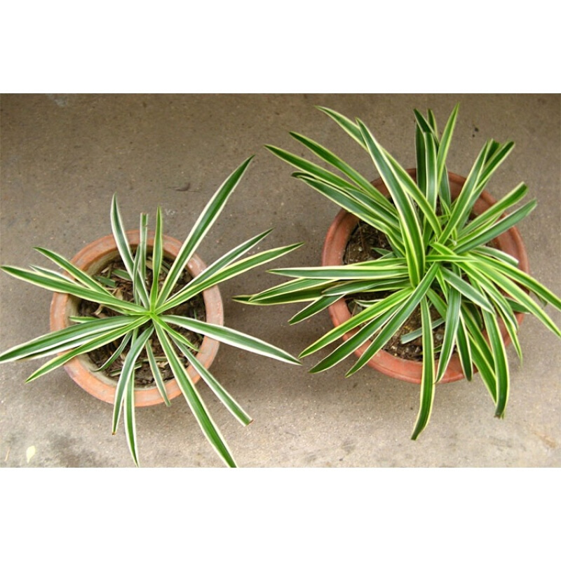 古达金边吊兰金心吊兰吊篮盆栽水培植物花卉新房净化空气吸绿植防