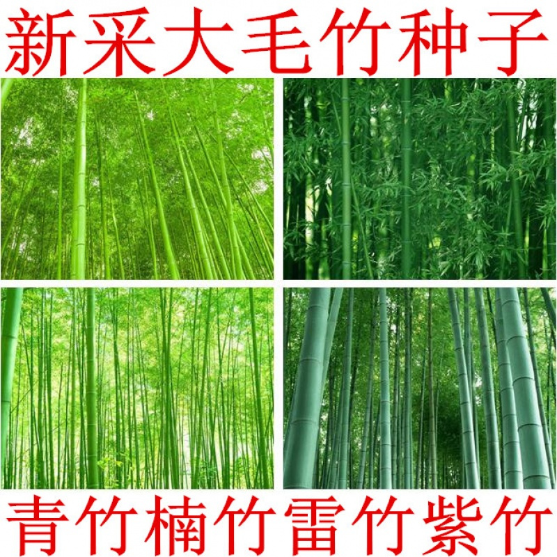 静谧园艺用品大型毛竹种子青竹苗籽楠竹刚竹种子四季竹子雷竹食用竹笋种子花草林木种子毛竹种子半斤 价格图片品牌报价 苏宁易购弘善园林专营店