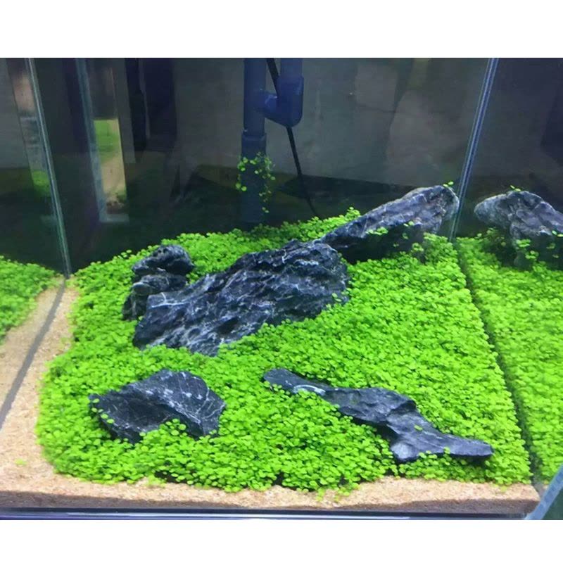 迷你对叶水草鱼缸装饰水草种子水草泥前景草真水草懒人造景速成草图片