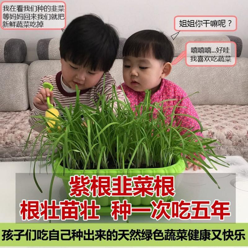 韭菜苗现挖紫红根大宽叶韭菜根四季韮菜韭菜种子籽盆栽蔬菜苗 新韭菜种子50克[只限今日]