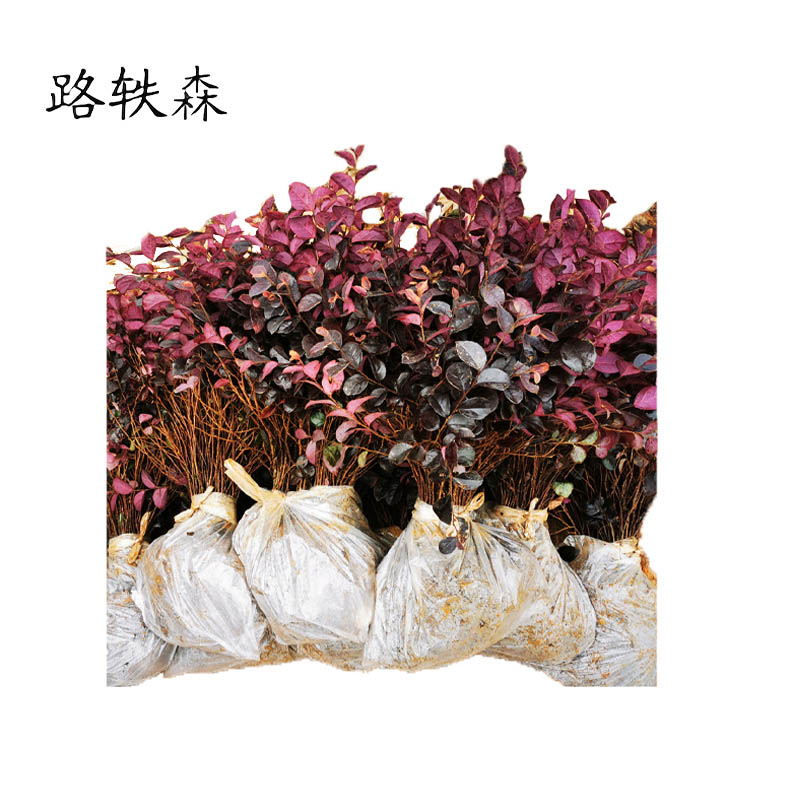 路轶森 红继木 0.8m高清大图