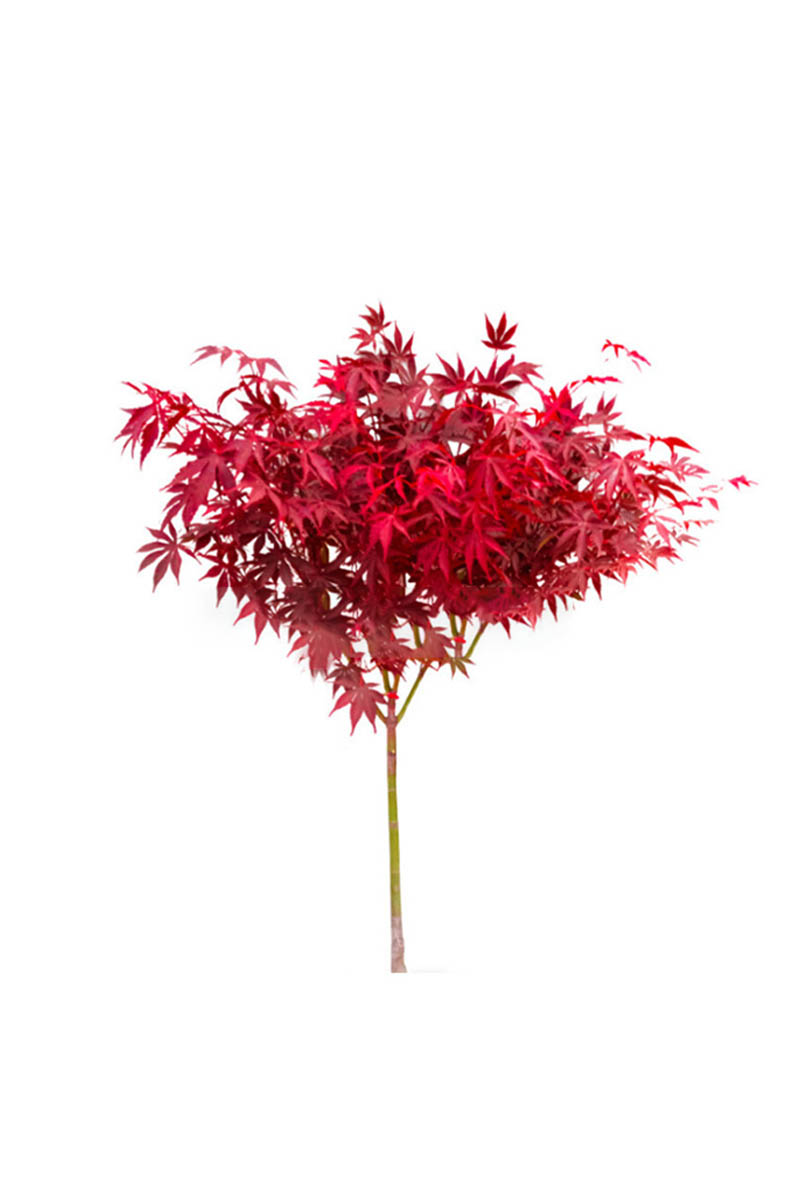 路轶森 红枫树苗 5公分 棵高清大图