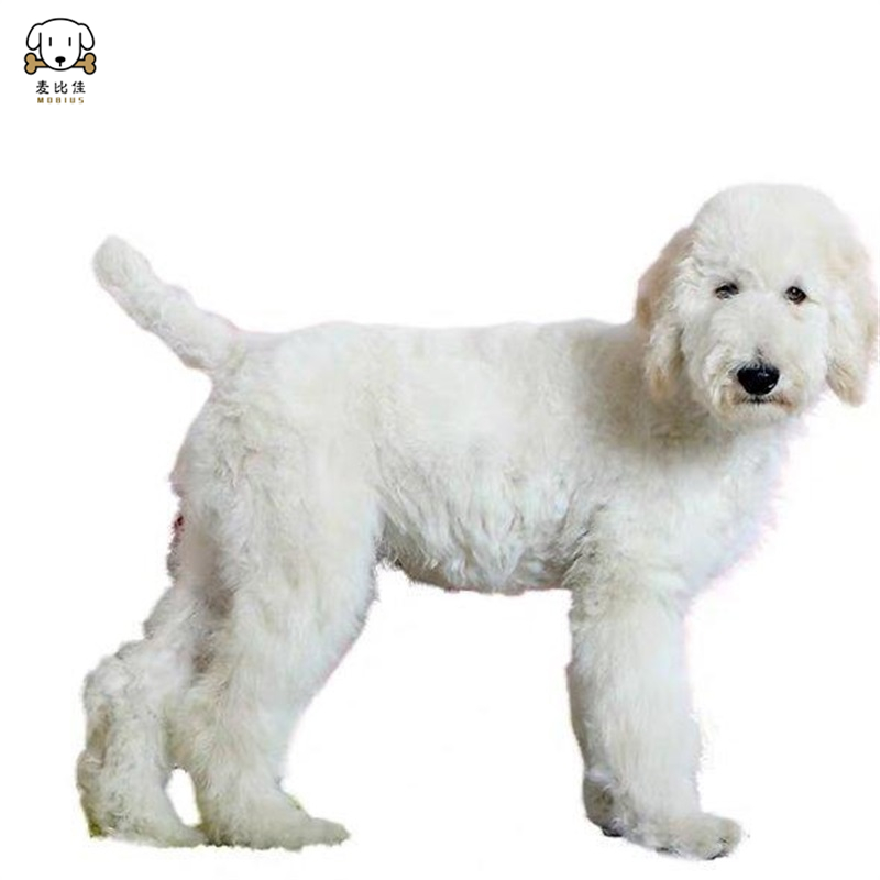 巨型贵宾犬幼犬 狗狗活体巨贵幼犬纯种血统巨大型泰迪贵宾宠物狗卷毛贵宾大型泰迪狗 健康保障视频挑选高清大图