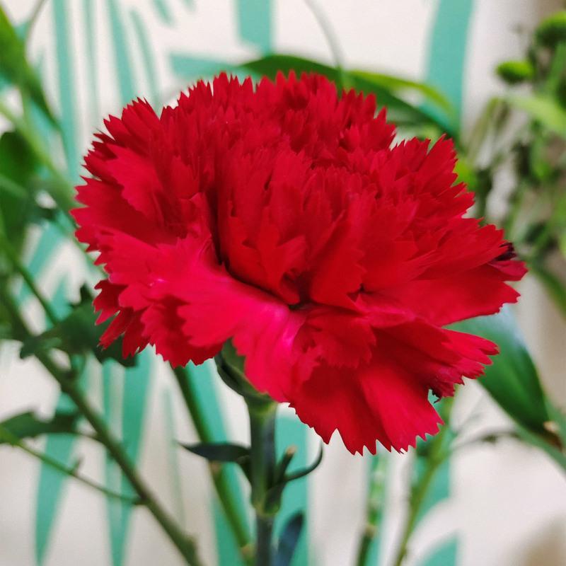 康乃馨花苗多头重瓣阳台庭院大花绿植花卉四季母亲节易活盆栽切花 红色康乃馨(送养护说明) 6颗
