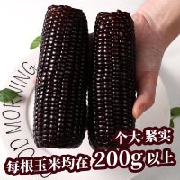 谷本粮农 黑糯玉米6根1.2kg 非转基因鲜食粘糯黑玉米棒 新鲜蔬菜