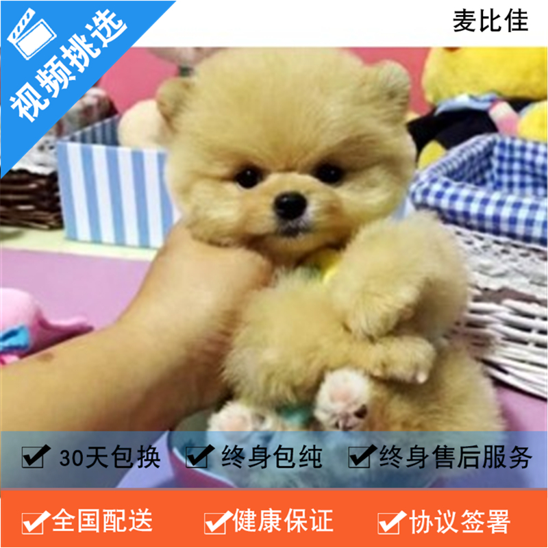 麦比佳 纯种哈多利系球体博美犬幼犬俊介 茶杯博美犬 日系俊杰双血统长不大的茶杯狗白色博美犬 赛级博美犬活体日系纯种俊介犬高清大图
