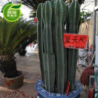 仙人柱仙人掌盆栽花卉龙骨盆栽多肉植物绿植擎天柱仙人尺盆栽