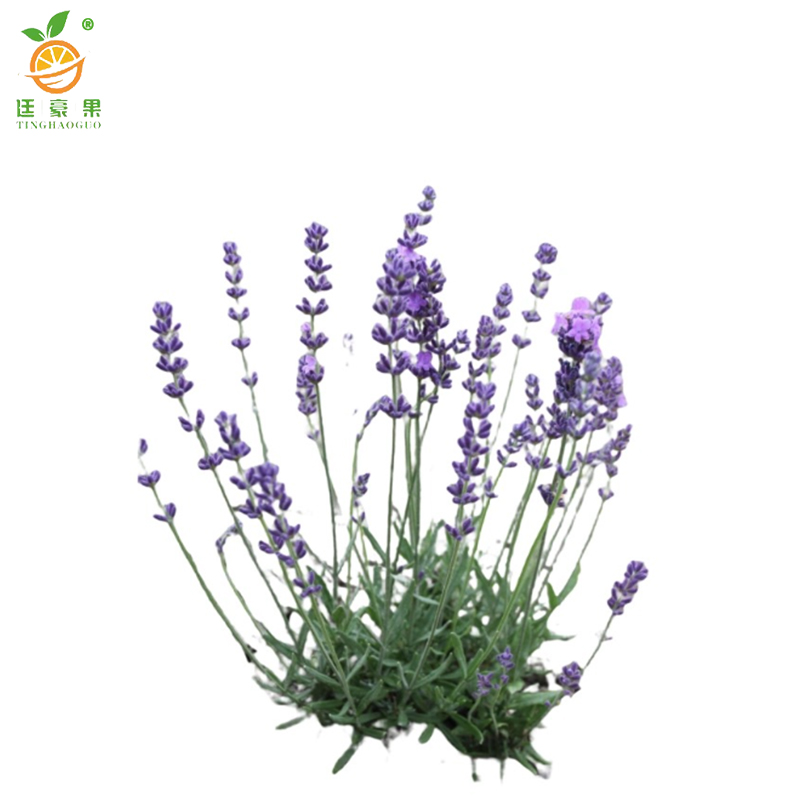 廷豪果 薰衣草根 XYC-2 /根高清大图