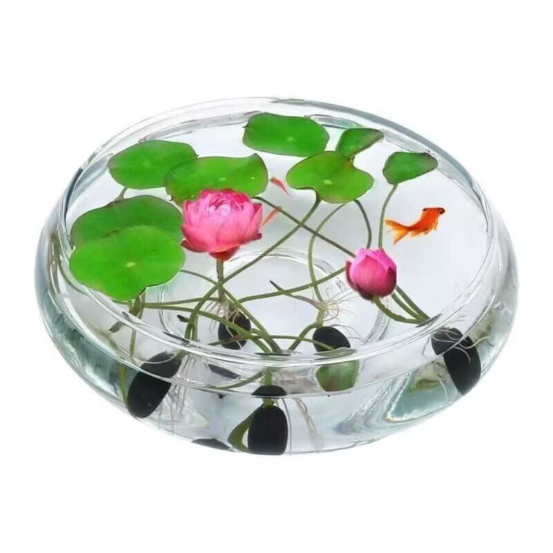 鱼缸水草种子生态造景套餐植物种籽孑水培阴性真草盆栽装饰牛毛 均码 开口碗莲10粒+1包液肥