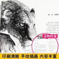 正版 动物小说大王沈石溪品藏书系红飘带狮王 儿童书8-10-12周岁儿童文学三四五六年级小学生课外阅读故事书正版书籍