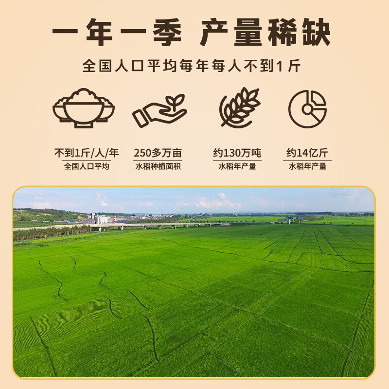 十月稻田苏北大米五常基地生态种植非转基因颗粒饱满香软可口高清大图