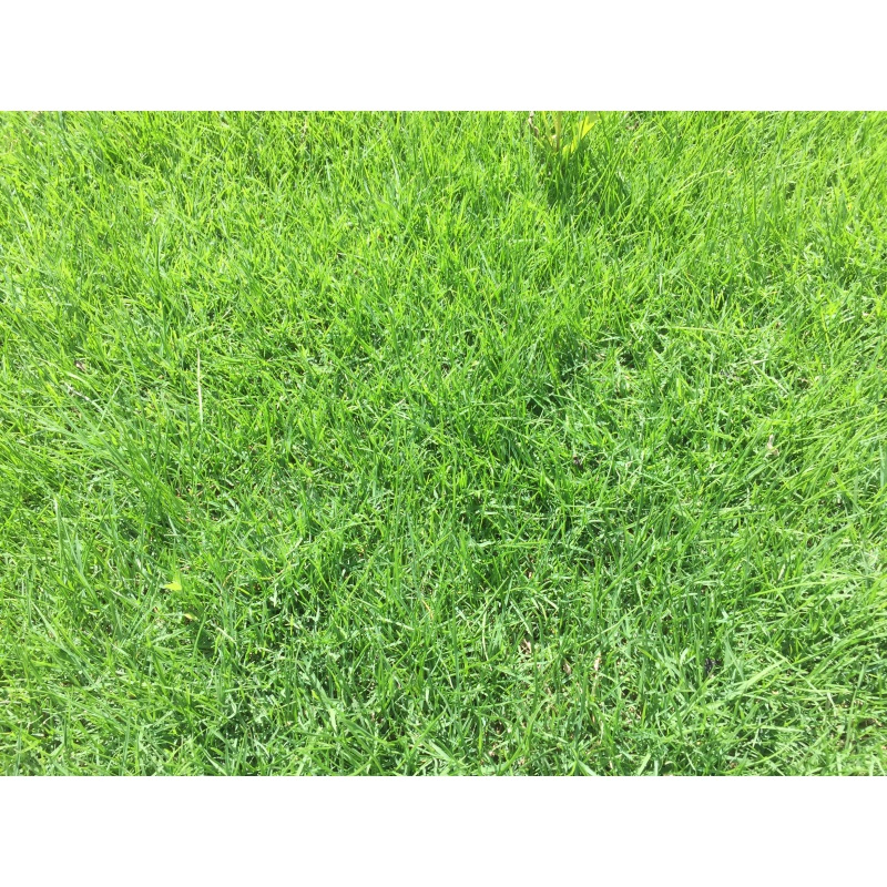 草子绿化草籽四季常青庭院护坡固土草种籽草皮草坪种子黑麦草视频