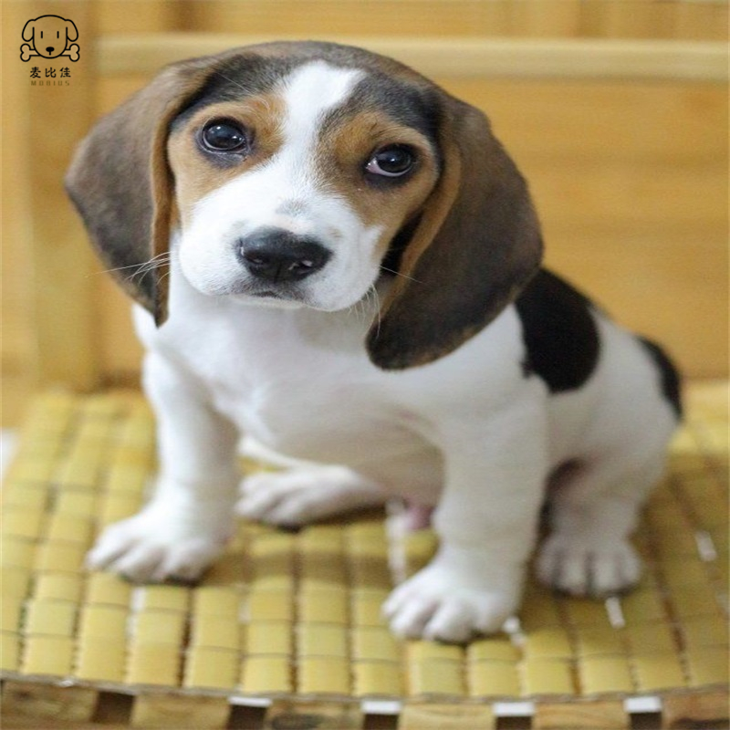 麦比佳宠物比格狗狗活体花色比格犬幼犬纯种血统级比格短毛米格鲁猎兔犬比格猎狗 高智商家养中小型犬 视频挑选高清大图