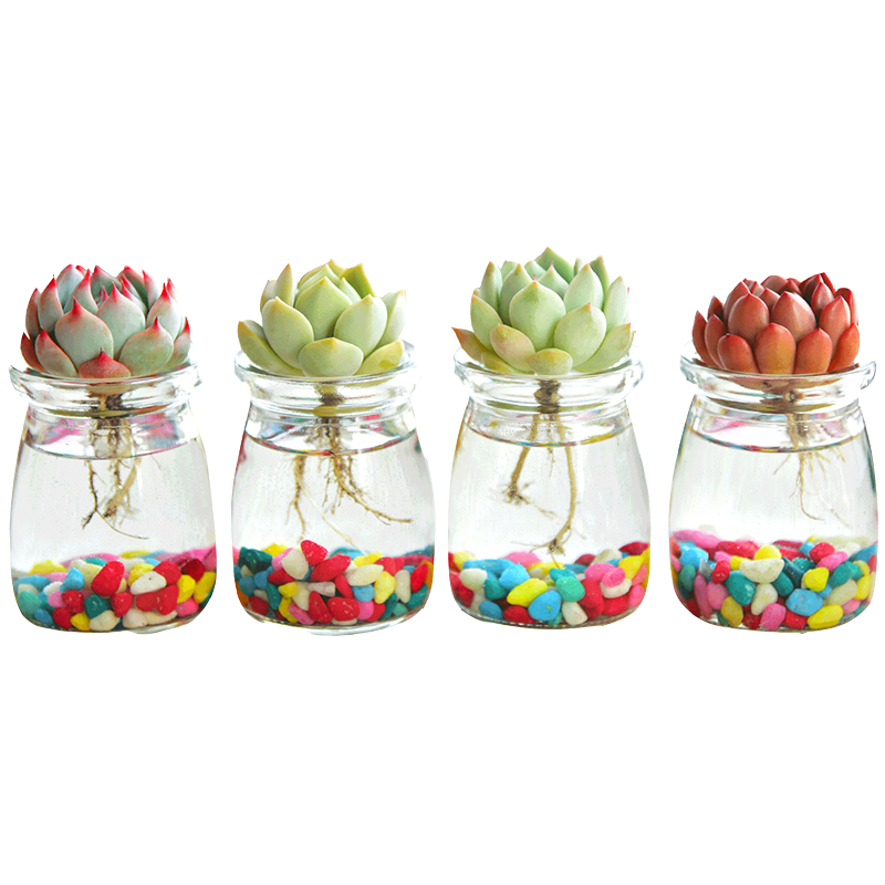 多肉植物水培植物玻璃瓶小型桌面摆件多肉植物组合花卉 水培红边月影图片 高清实拍大图 苏宁易购