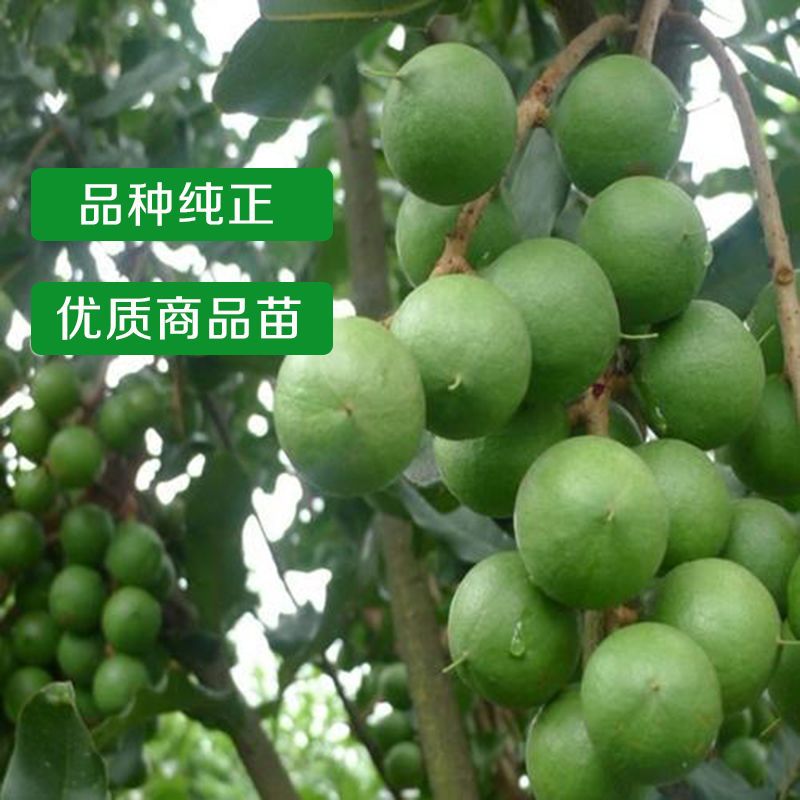 图书>农业/林业>园艺>图书其它>澳洲坚果嫁接树苗夏威夷坚果苗桂热