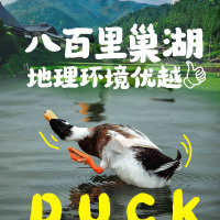 [五个农民] 巢湖仔麻鸭2只 1000g±100g/只 巢湖水域散养新鲜仔麻鸭 活鸭活体现杀 养殖70~100天 顺丰