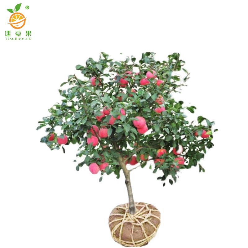 廷豪果 苹果树 8公分 /棵高清大图