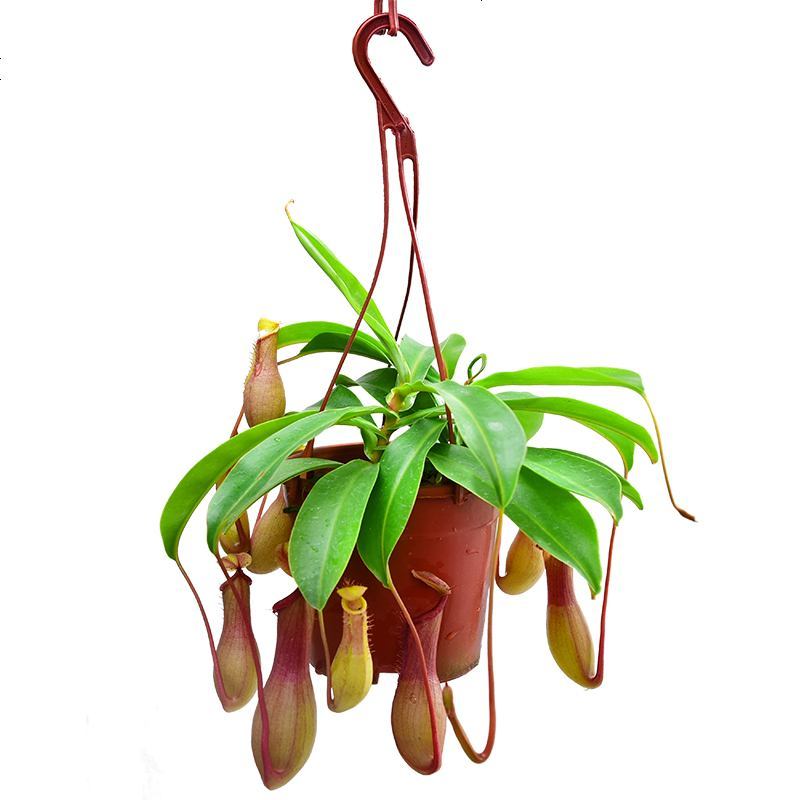 猪笼草盆栽捕蝇食虫草室内桌面花卉绿植吃蚊子奇趣植物