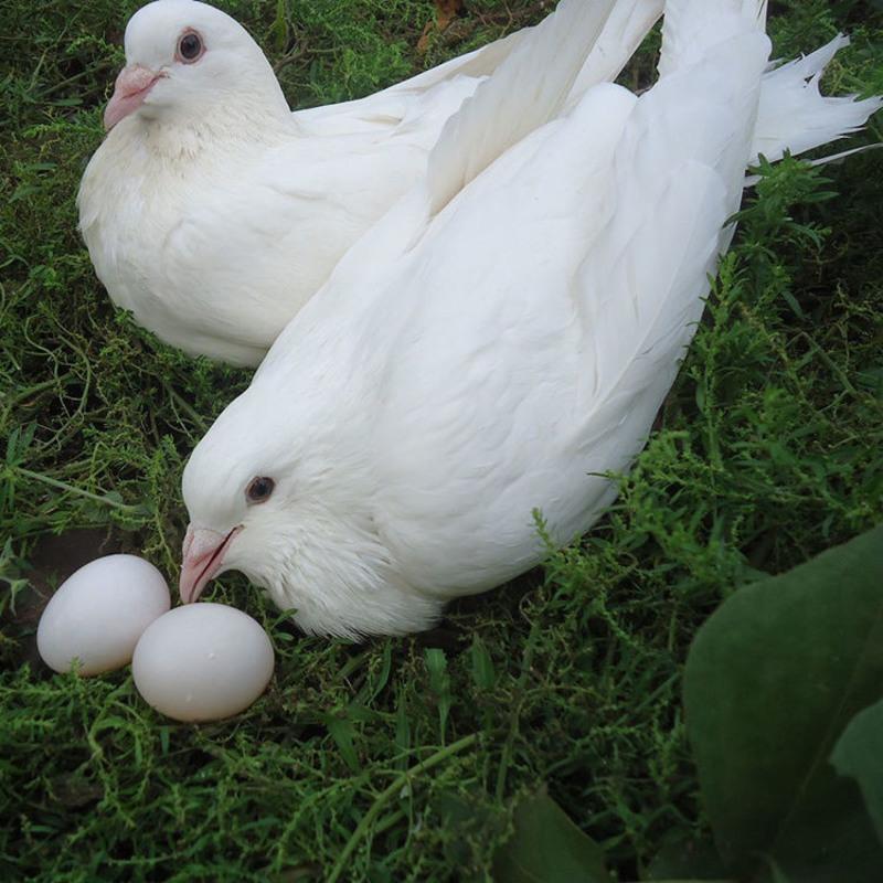 精品大个鸽子蛋60枚装农家杂粮喂养新鲜鸽子蛋儿童月子蛋鸽子蛋新鲜