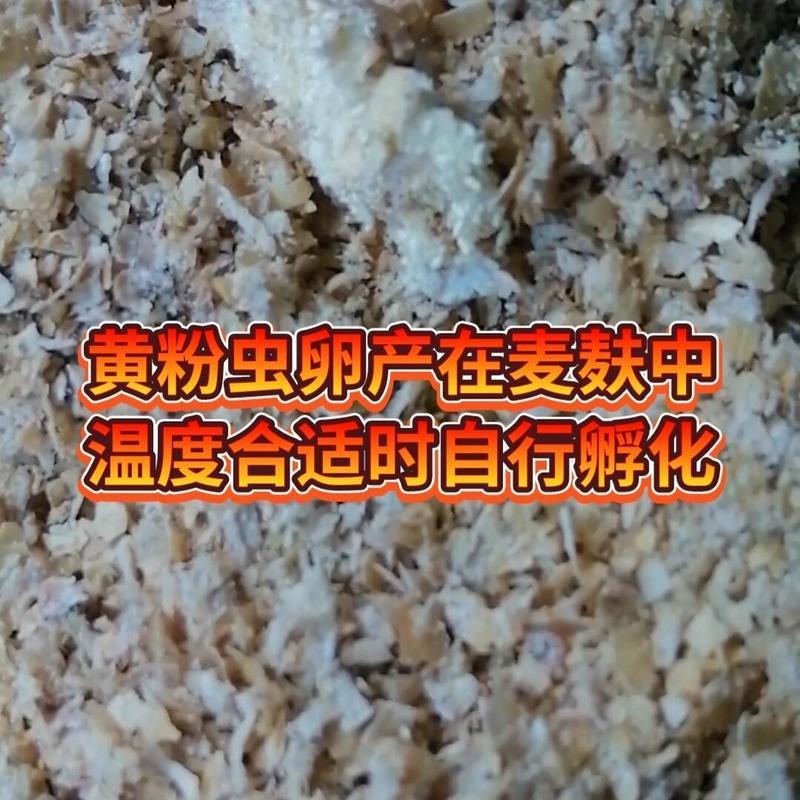 优选黄粉虫卵1小份孵化4一6斤优选黄粉虫卵1小中大份