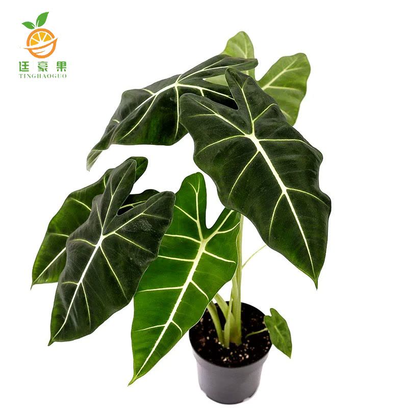 廷豪果 精品天鹅绒 60cm图片