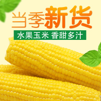 农得客新鲜水果玉米杂粮非转基因无添加200g*8根